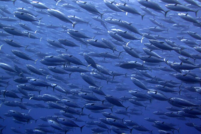 Snorkel with whale sharks includes equipment & transportation - The crew and communication matter