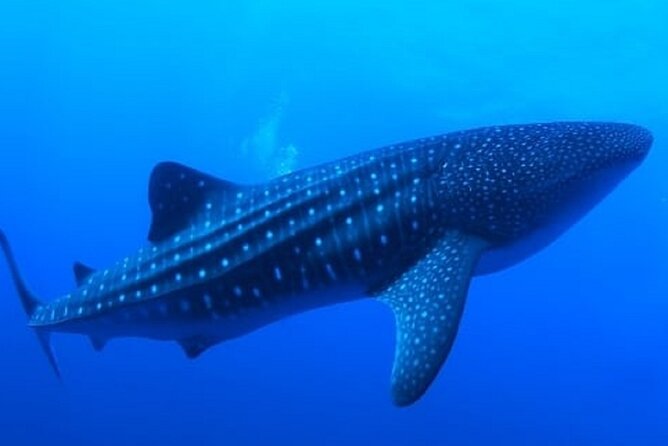 Snorkel with whale sharks includes equipment & transportation - The early start from Cabo