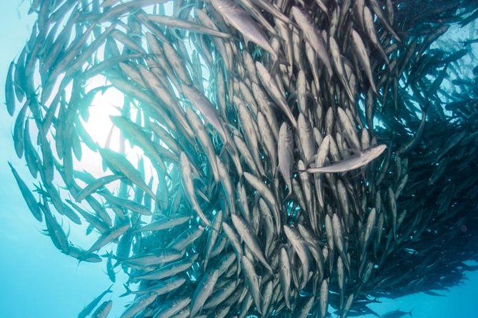 Snorkeling Adventure Cabo Pulmo - What Happens at Cabo Pulmo Marine Preserve