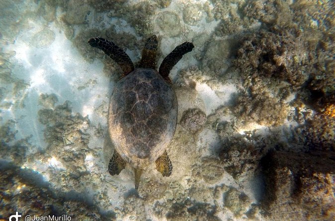 Snorkeling Adventure Cabo Pulmo - Gear, Snacks, and the Real Value of $120