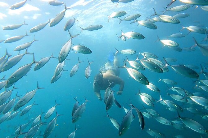 Snorkeling and whale watching Tour in Cabo - Neptune’s Finger offers the longer snorkeling session