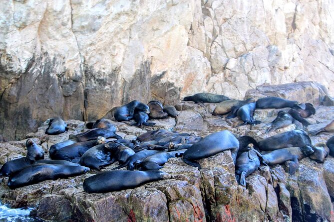 Snorkeling and whale watching Tour in Cabo - Wildlife watching is a bonus, not a schedule promise