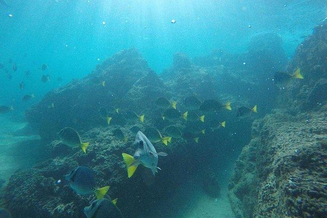 Snorkeling in Cabo San Lucas on 35' Sea Amore Trimaran - Who Will Get the Most From This Trip