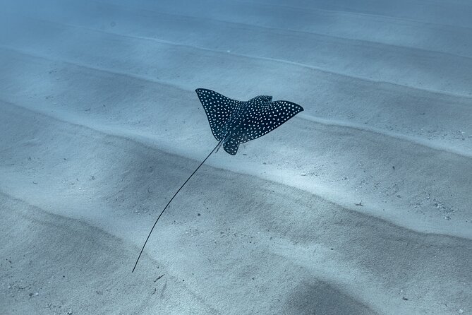 Snorkeling in San Jose del Cabo - A calm start from La Playita at 8:30 am