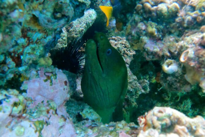 Snorkeling On Chilean Beach Transportation And Drinks Included - Why Chileno Beach makes a good snorkeling base