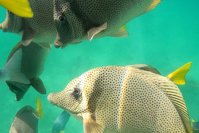 Snorkeling On Chilean Beach Transportation And Drinks Included - Beach chairs, umbrellas, and a little time to relax