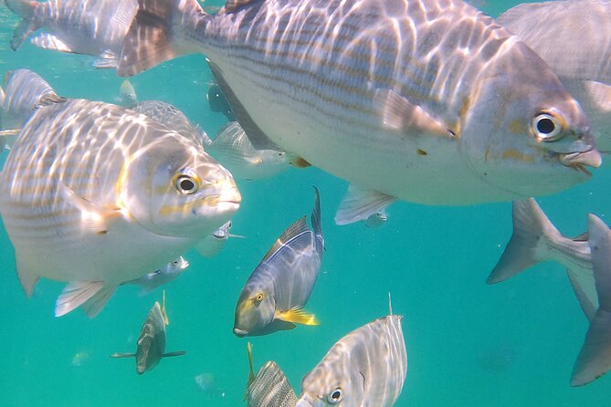Snorkeling On Chilean Beach Transportation And Drinks Included - Transport is useful, but punctuality matters