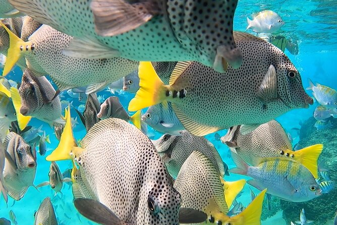 Snorkeling On Chilean Beach Transportation And Drinks Included - Who will get the most from this Cabo snorkeling tour