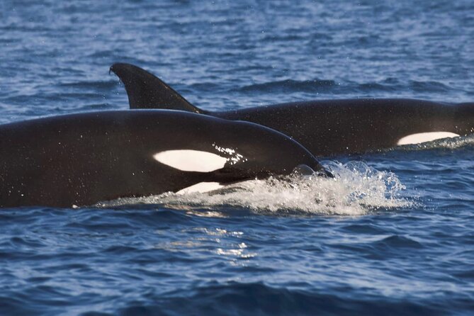 Snorkeling Open Ocean Wildlife Safari in Los Cabos with Photos Included - Getting into the water with wild animals