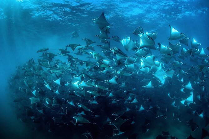 Snorkeling Open Ocean Wildlife Safari in Los Cabos with Photos Included - Why the photos and videos matter