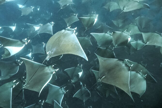 Snorkeling Open Ocean Wildlife Safari in Los Cabos with Photos Included - What $145 buys you
