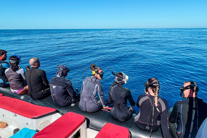 Snorkeling Open Ocean Wildlife Safari in Los Cabos with Photos Included - Who should book this safari
