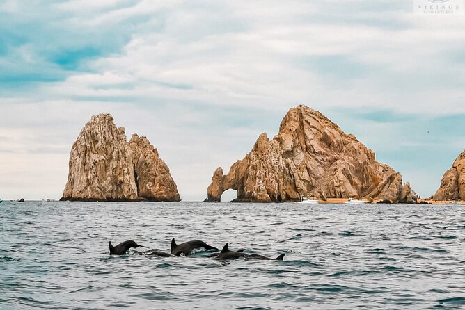 Snorkeling Open Ocean Wildlife Safari in Los Cabos with Photos Included - Booking, cancellation, and weather details