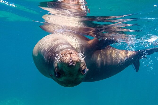 Snorkeling Open Ocean Wildlife Safari in Los Cabos with Photos Included - The search for pelagic animals