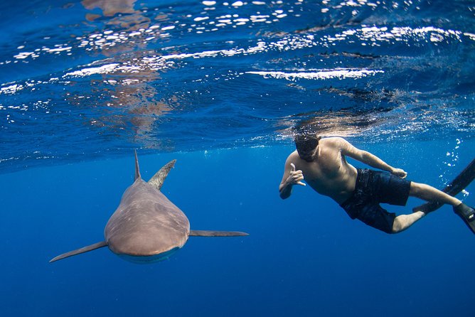 Snorkeling or Swimming with Sharks in Cabo San Lucas - Key points to know before you book