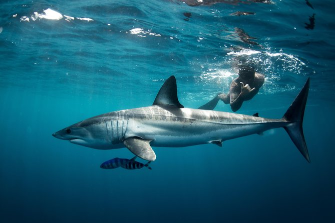 Snorkeling or Swimming with Sharks in Cabo San Lucas - El Arco, Lover’s Beach, and Cabo’s sea lions