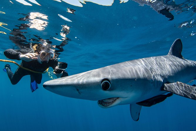 Snorkeling or Swimming with Sharks in Cabo San Lucas - What swimming with the sharks actually feels like