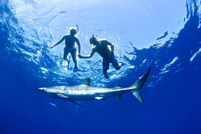 Snorkeling or Swimming with Sharks in Cabo San Lucas - Underwater photos and what is included