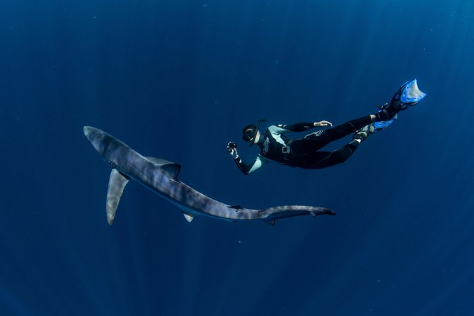 Snorkeling or Swimming with Sharks in Cabo San Lucas - Is the price fair for a four-hour outing?