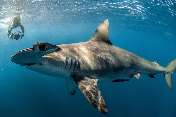 Snorkeling or Swimming with Sharks in Cabo San Lucas - Who should book this shark encounter?