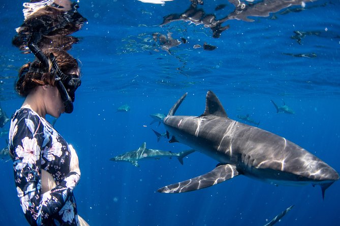 Snorkeling or Swimming with Sharks in Cabo San Lucas - The shark briefing is more than a quick safety talk