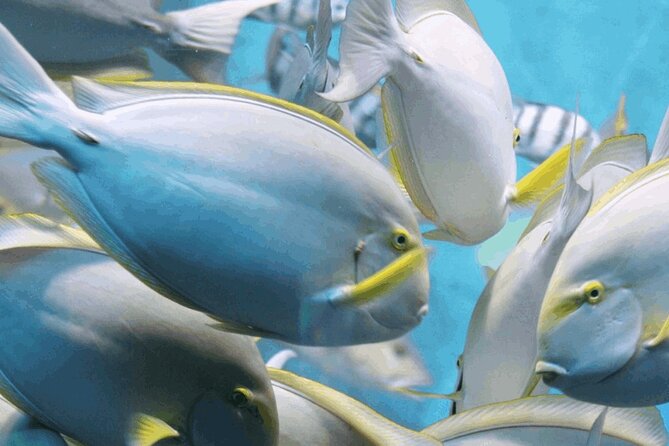 Snorkeling Tour at Land's End in Cabo San Lucas - Key points to know before booking