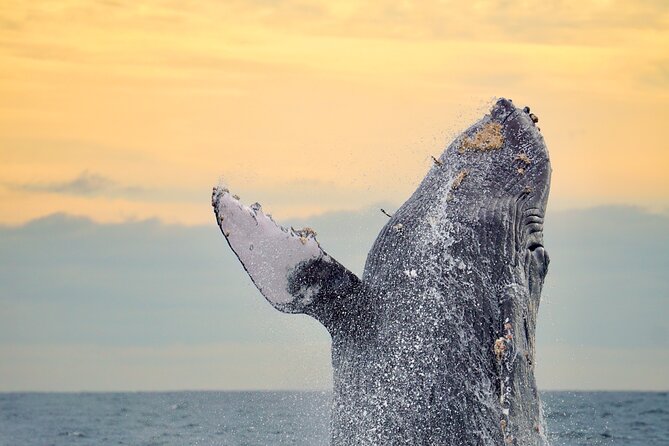 Sunrise Whale Watching boat tour with marine biologist - Key points at a glance