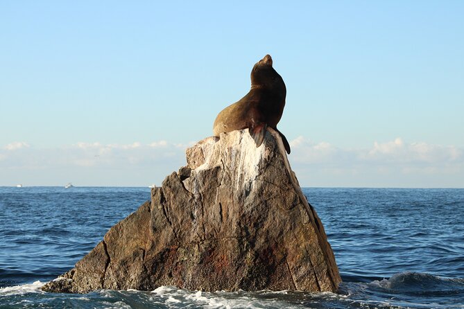 Sunrise Whale Watching boat tour with marine biologist - Shoreline views, birds, and Cabo’s famous Arch