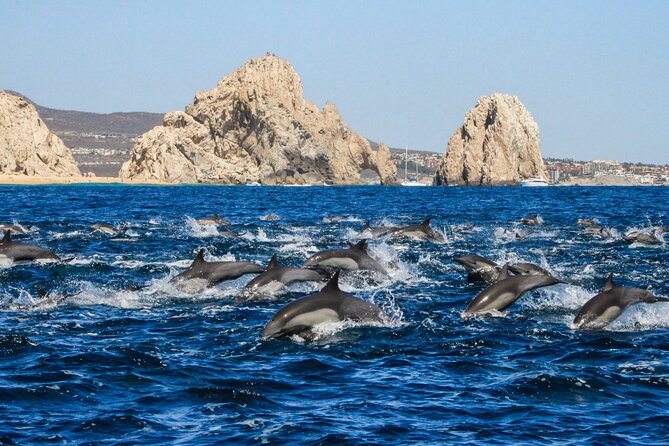 Sunrise Whale Watching boat tour with marine biologist - Photos, food, and what the $129 price covers