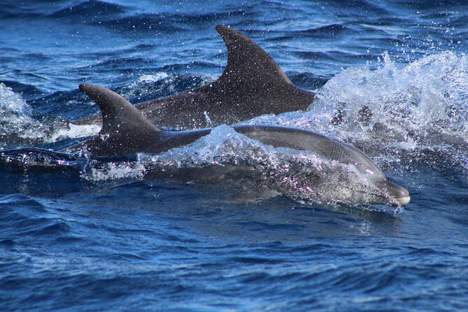 Sunrise Whale Watching boat tour with marine biologist - The no-restroom issue deserves attention