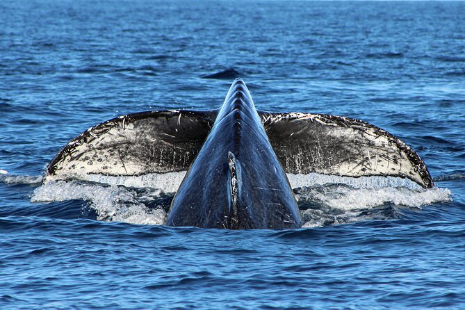 Sunrise Whale Watching boat tour with marine biologist - Who will get the most from this morning?