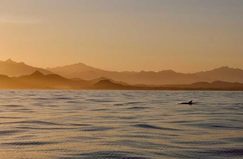 Sunset Cruise in San Jose del Cabo - Wildlife sightings: exciting, but never promised