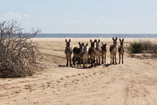Sunset Pacific Donkey Hiking Tour - Meeting your donkey at Rancho Carisuva