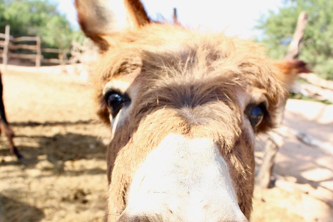Sunset Pacific Donkey Hiking Tour - What the $71.20 price really covers