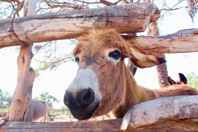 Sunset Pacific Donkey Hiking Tour - Who will enjoy it most
