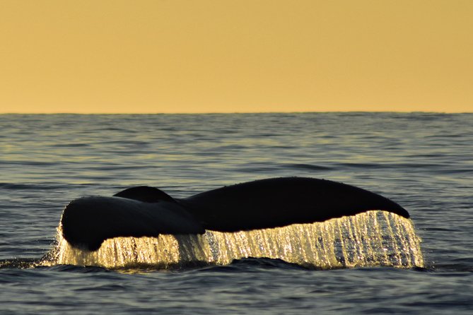 Sunset Whale Cruise in Cabo San Lucas - Hearing humpback songs off Cabo at sunset