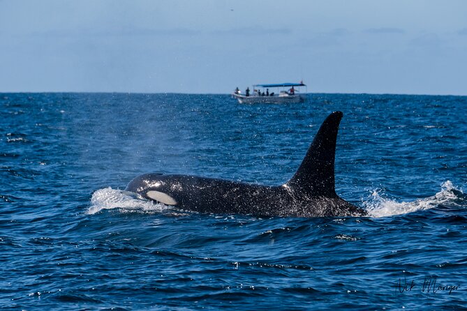 Sunset Whale Watching in Cabo San Lucas - Why the sunset changes the whale-watching experience