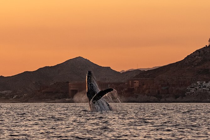 Sunset Whale Watching in Cabo San Lucas - A respectful approach to wildlife