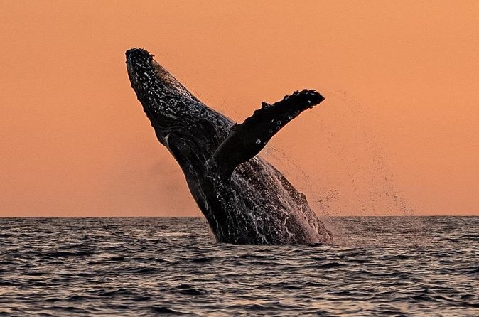 Sunset Whale Watching in Cabo San Lucas - El Arco, photos, snacks, and the ride home