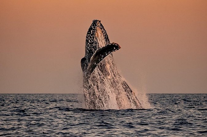 Sunset Whale Watching in Cabo San Lucas - Is $140 a fair price?