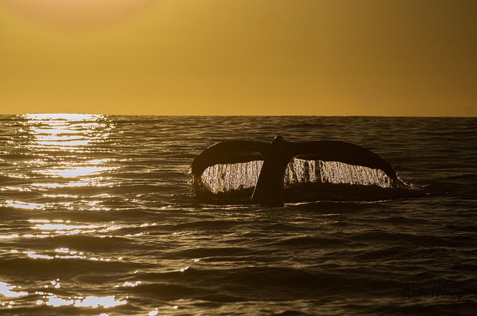 Sunset Whale Watching in Cabo San Lucas - Who will enjoy this outing most