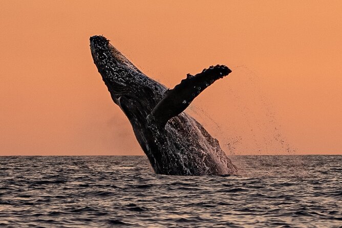 Sunset Whale Watching in Cabo San Lucas - Booking timing and cancellation terms