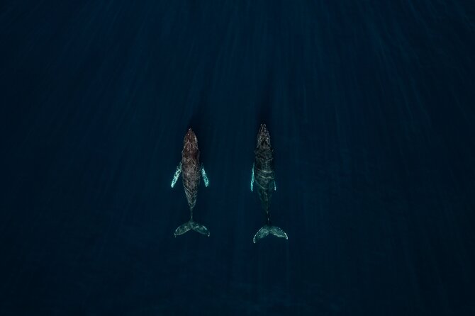 Sunset Whale Watching in Cabo San Lucas - Searching for humpbacks and gray whales