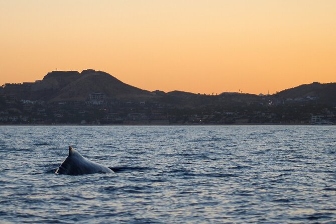 Sunset Whale Watching in San Jose del Cabo - Key points to know before you book