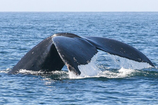 Sunset Whale Watching in San Jose del Cabo - Sunset whales on the Sea of Cortez