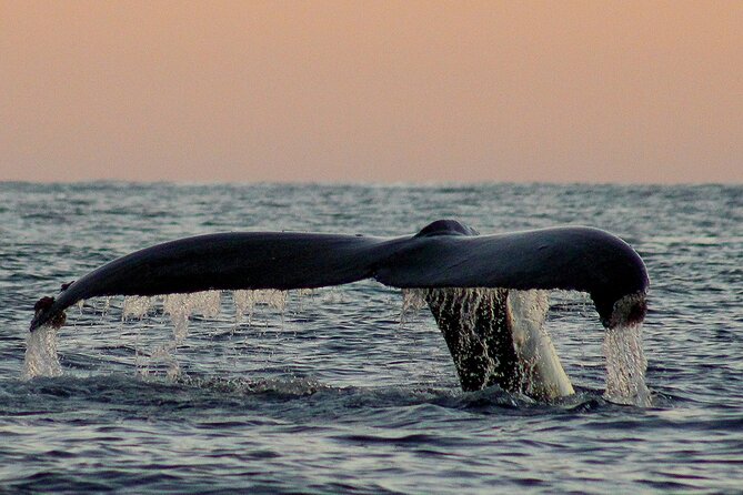 Sunset Whale Watching in San Jose del Cabo - What happens during the two-hour sea outing