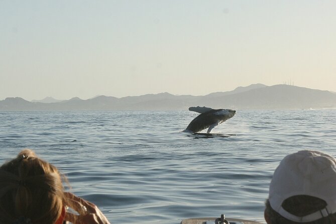 Sunset Whale Watching in San Jose del Cabo - The guides and crew make a difference