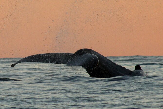 Sunset Whale Watching in San Jose del Cabo - Is $100 a fair price?