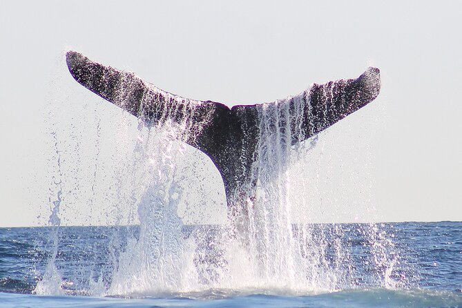Sunset Whale Watching in San Jose del Cabo - Who will enjoy this sunset cruise