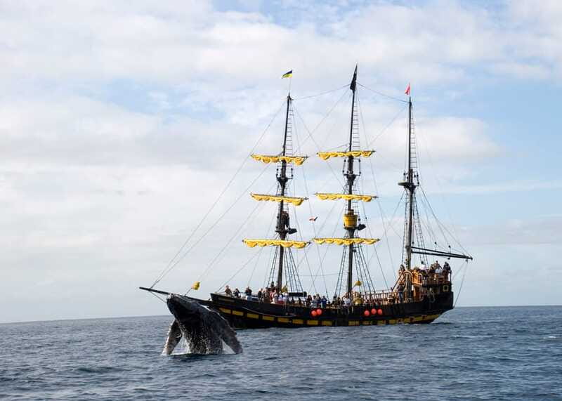 Thar She Blows! Whale Watching Pirate Cruise - What the two-hour schedule feels like
